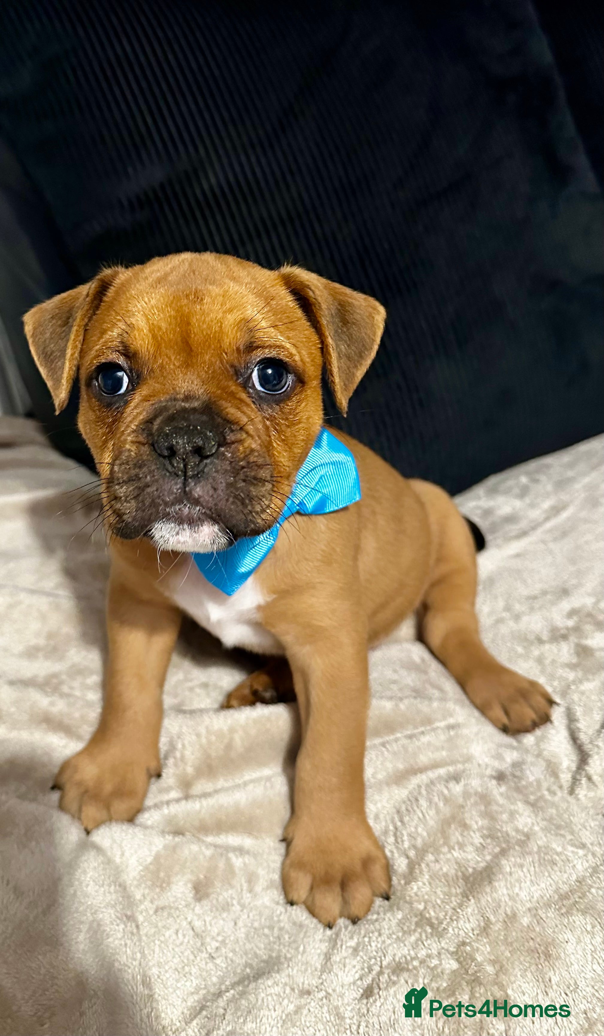 Mixed Breed dogs A* bulldog puppies 🐶 - Advert 2