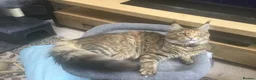 Maine Coon cats for sale: Beautiful tabby full M/C girl - Advert 2