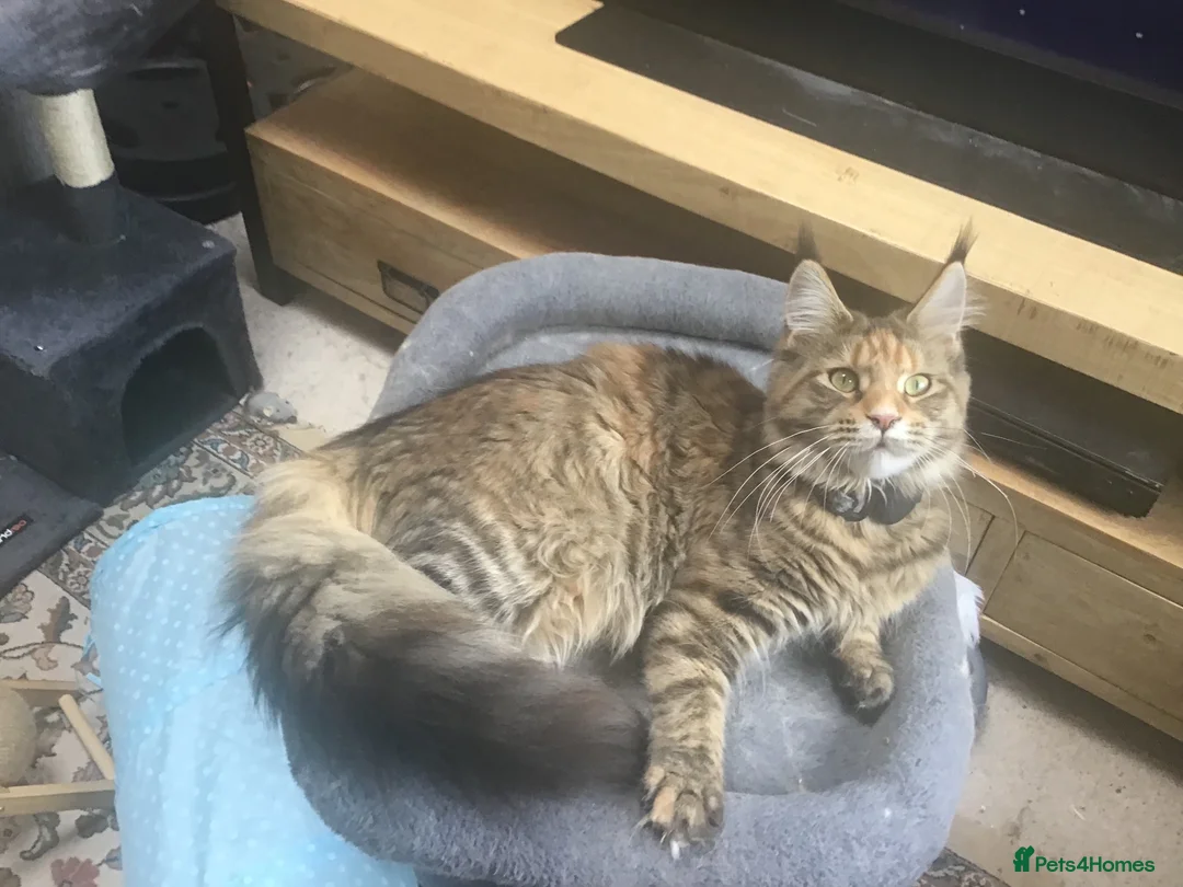 Maine Coon cats for sale: Beautiful tabby full M/C girl - Advert 2