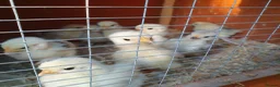 Chickens poultry for sale: Pekin x silkie chicks in Peterlee - Advert 1