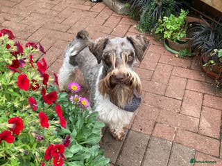 Schnoodle dogs STUNNING CHOC/WHITE MIN SCHNAUZER AT STUD in Coventry - Advert 15