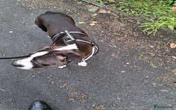 American Bull Staffy dogs for sale: Dodge  - Image 9