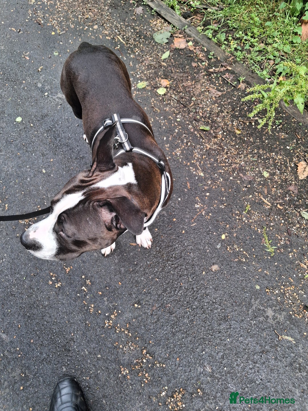 American Bull Staffy dogs for sale: Dodge  - Image 9