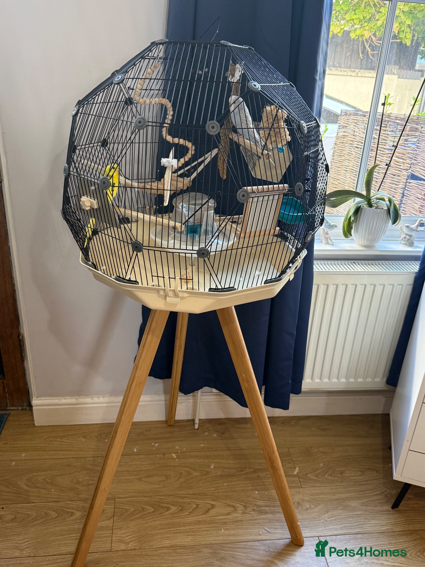 Budgerigars birds 2 budgies and Omlet cage for sale - Advert 4