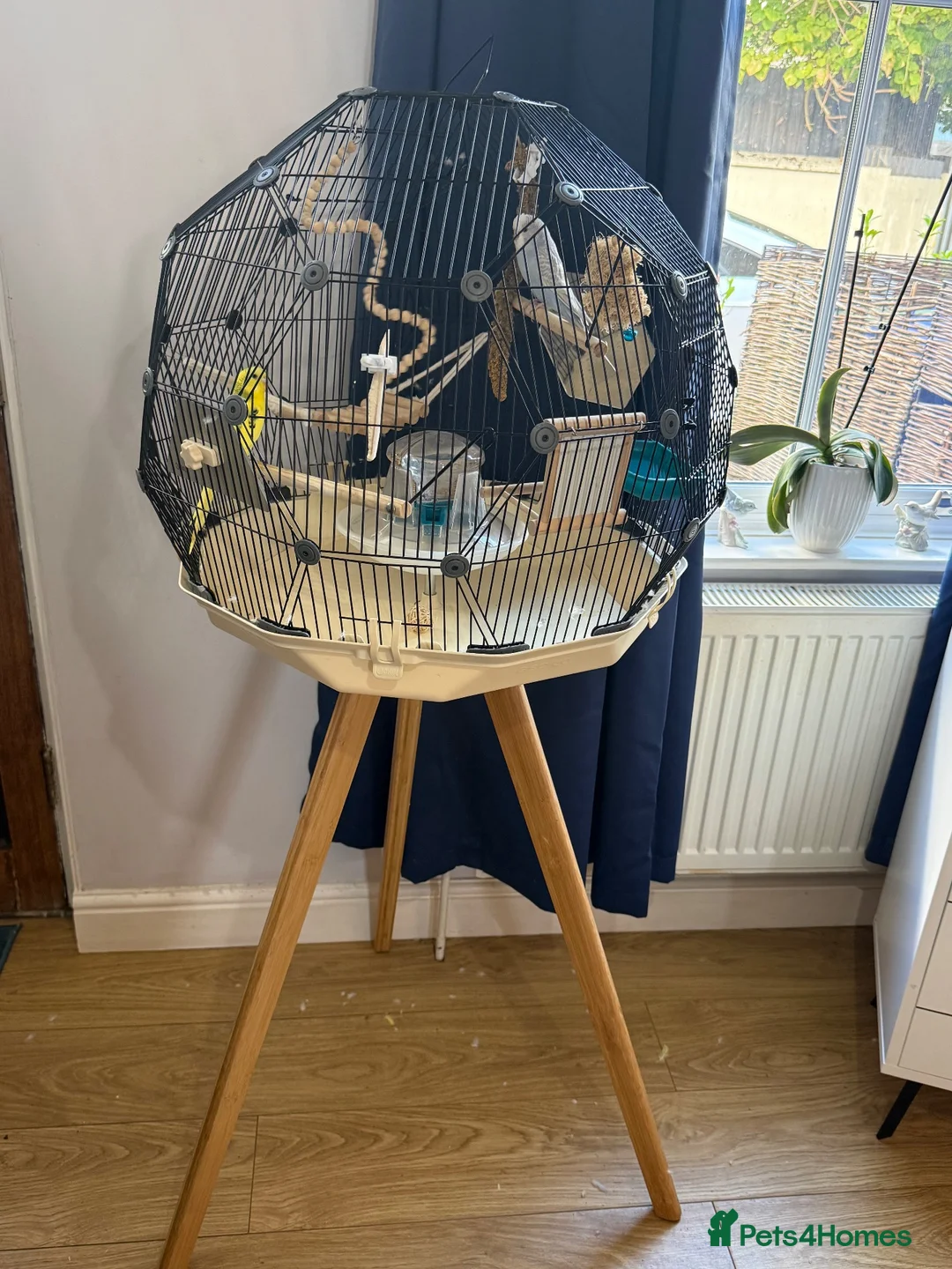 Budgerigars birds for sale: 2 budgies and Omlet cage for sale - Advert 1