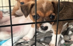 Mixed Breed dogs for sale: Jack russel/terrier puppies - Image 8