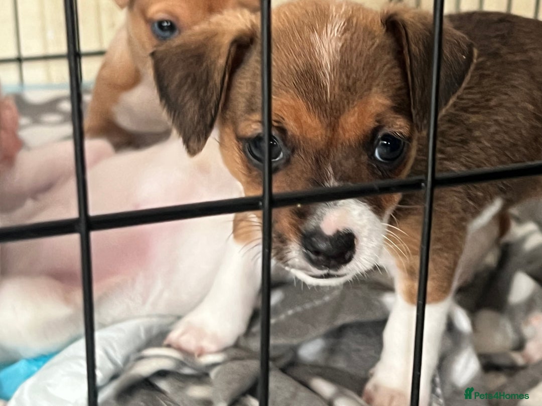 Mixed Breed dogs for sale: Jack russel/terrier puppies - Image 8
