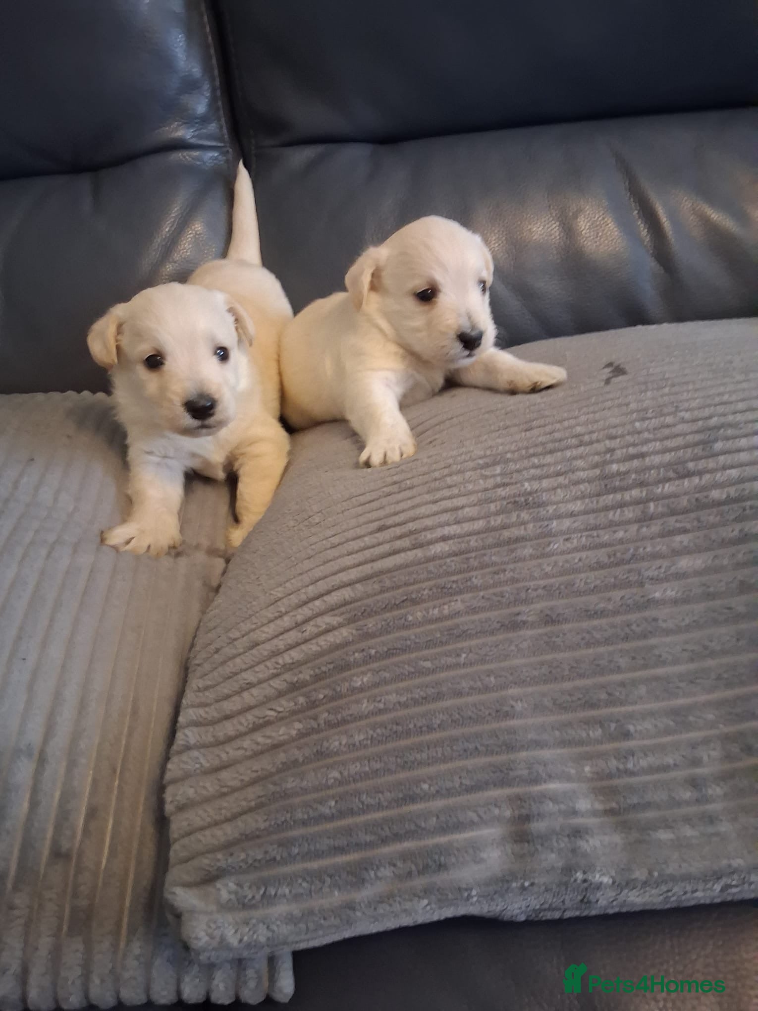 Mixed Breed dogs Westiepoo pups x2 - Advert 12