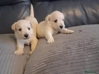 Mixed Breed dogs Westiepoo pups x2 - Advert 12