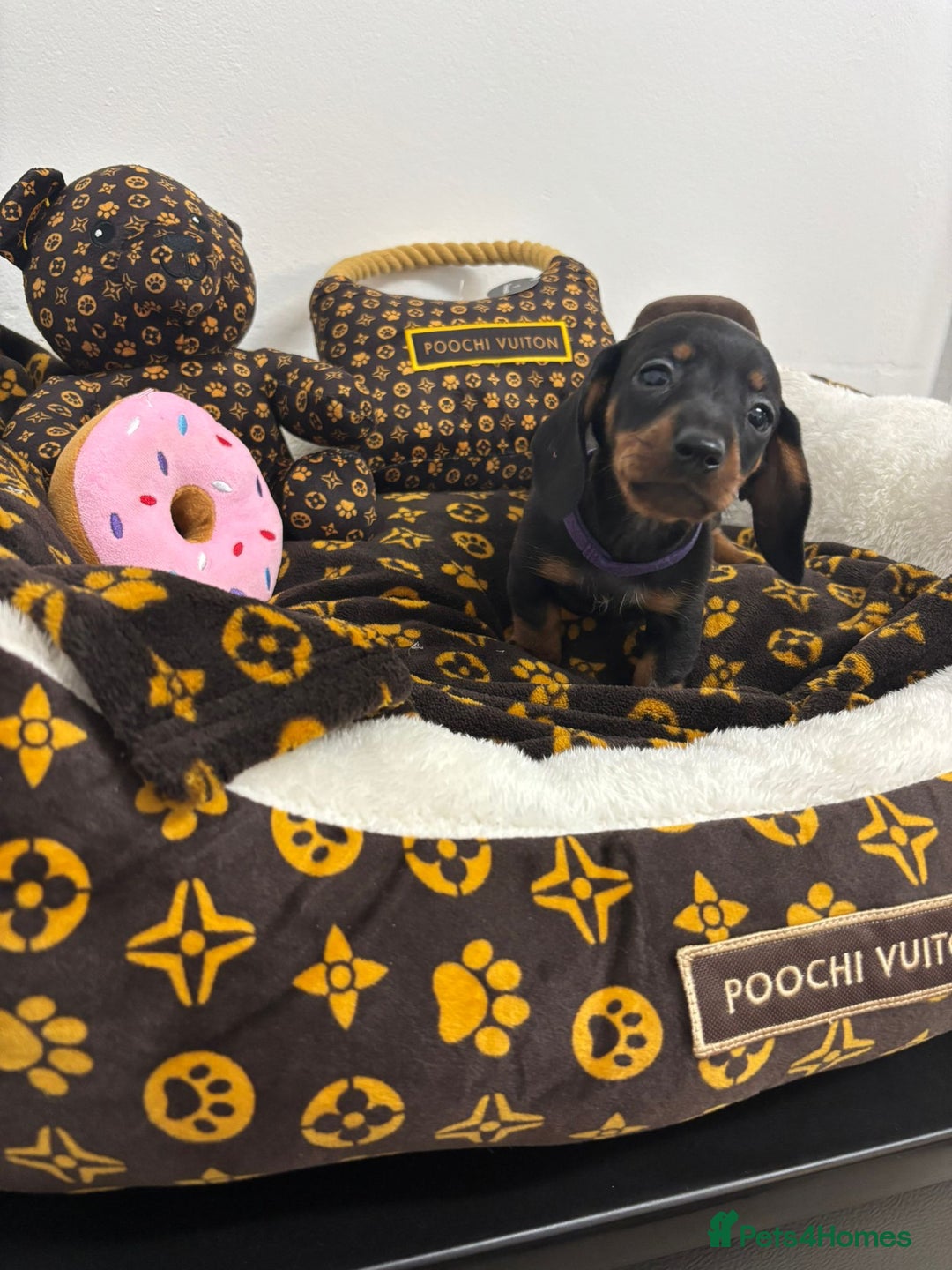 Miniature Dachshund dogs for sale: beautiful miniature dachshund puppies available  - Advert 22