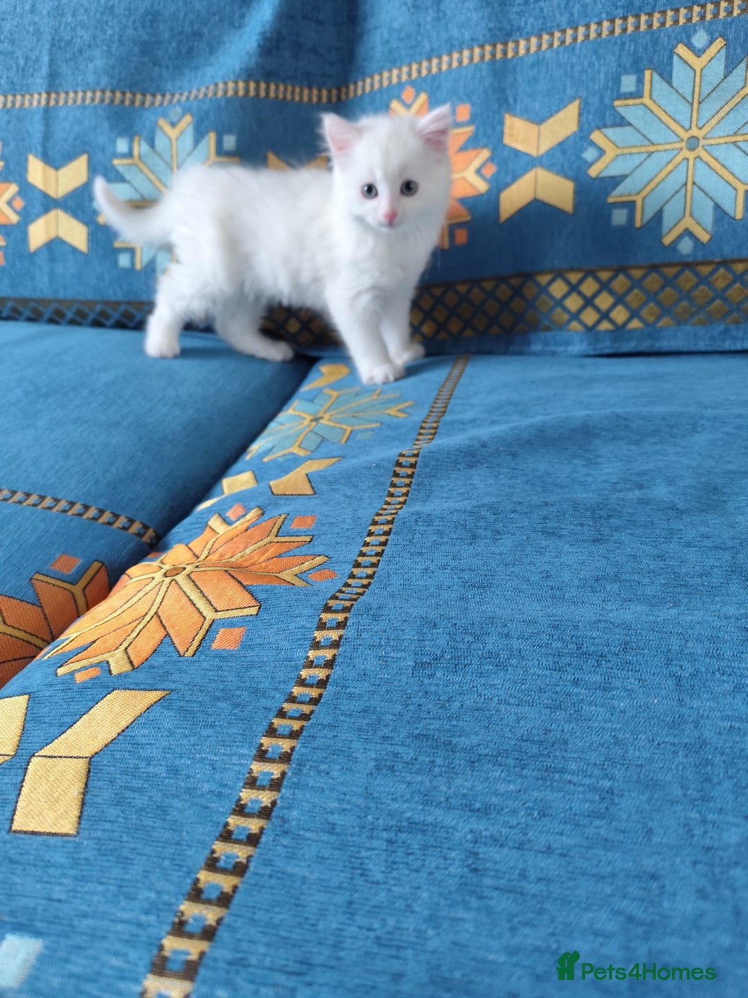 Mixed Breed cats for sale: Beautiful male kitten ready for new home - Advert 3