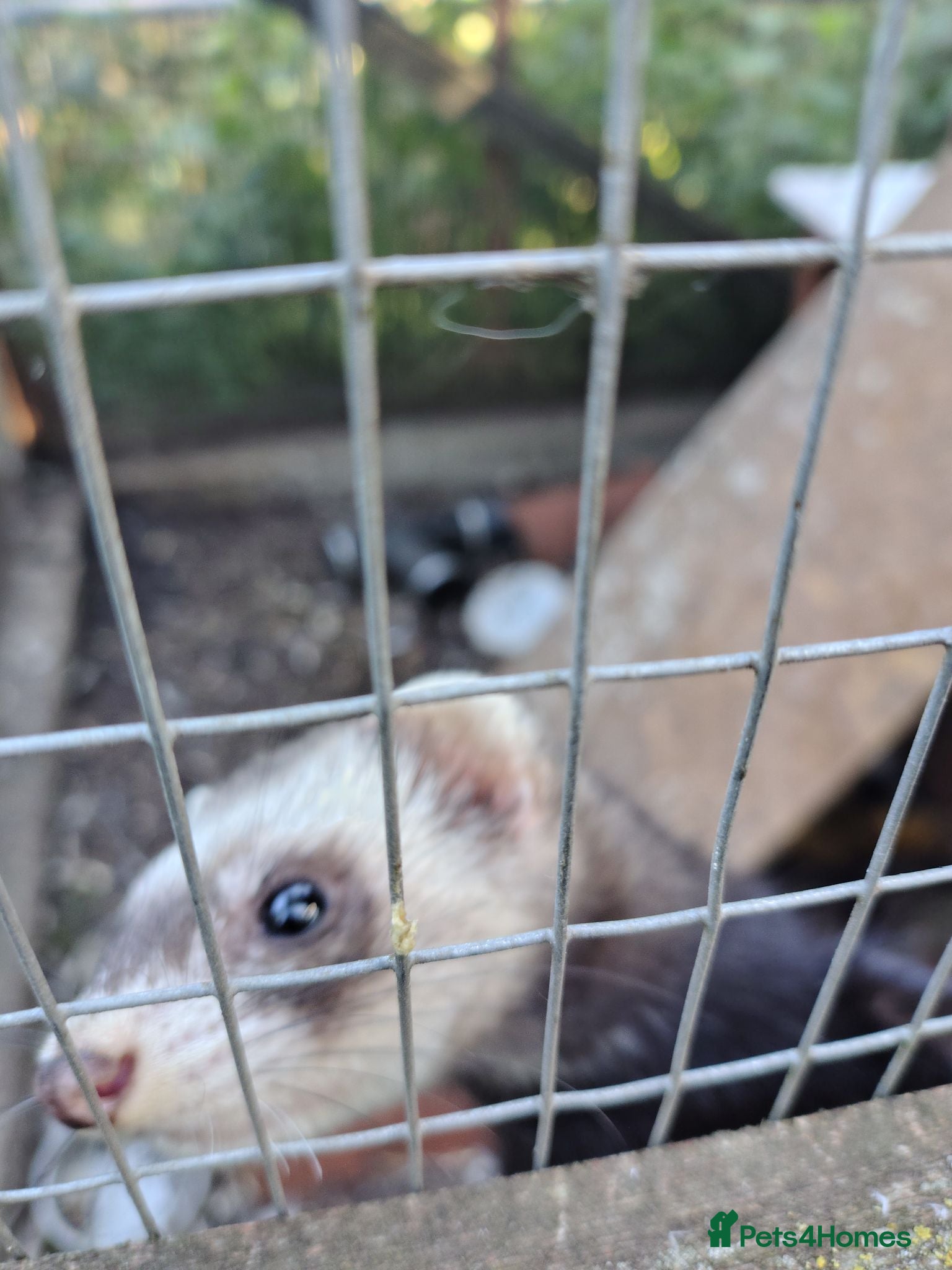 Ferret rodents 8 week old Ferrets for Sale - Advert 2