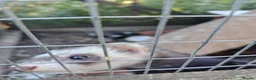 Ferret rodents for sale: 8 week old Ferrets for Sale in Scunthorpe - Advert 2