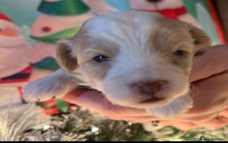 Shihpoo dogs for sale: 4 Beautiful Toy poodle x Shihpoos - Image 17