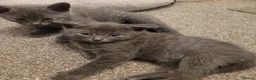 Russian Blue cats for sale: Pair of Beautiful Russian Blue Kittens - Advert 7