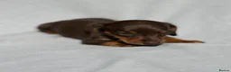 Miniature Dachshund dogs for sale: Miniature Dachshund Pups Ready Now - Advert 7