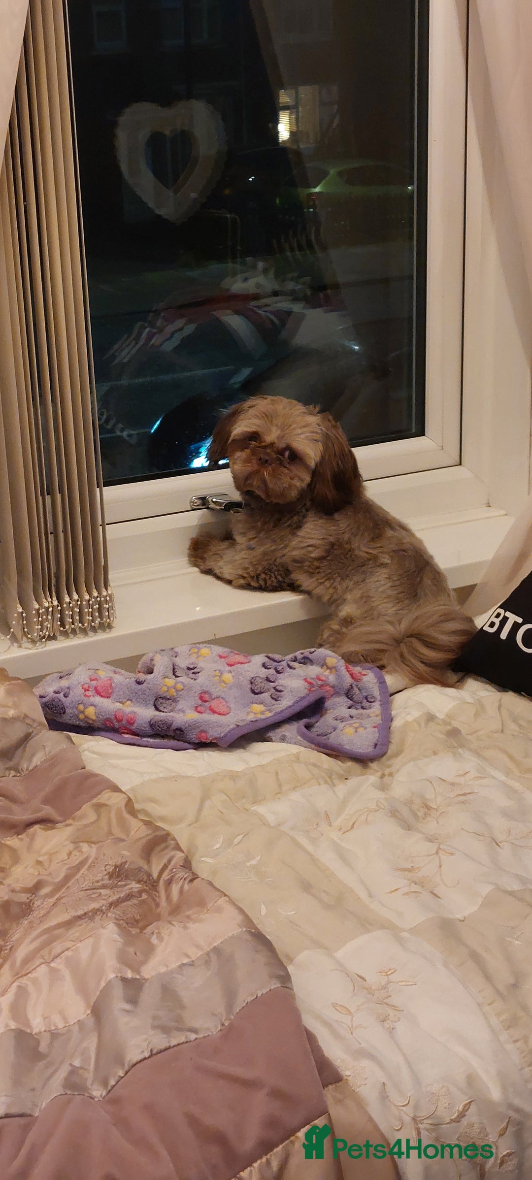 Shih Tzu dogs for stud: Imperial shitz for stud - Image 4
