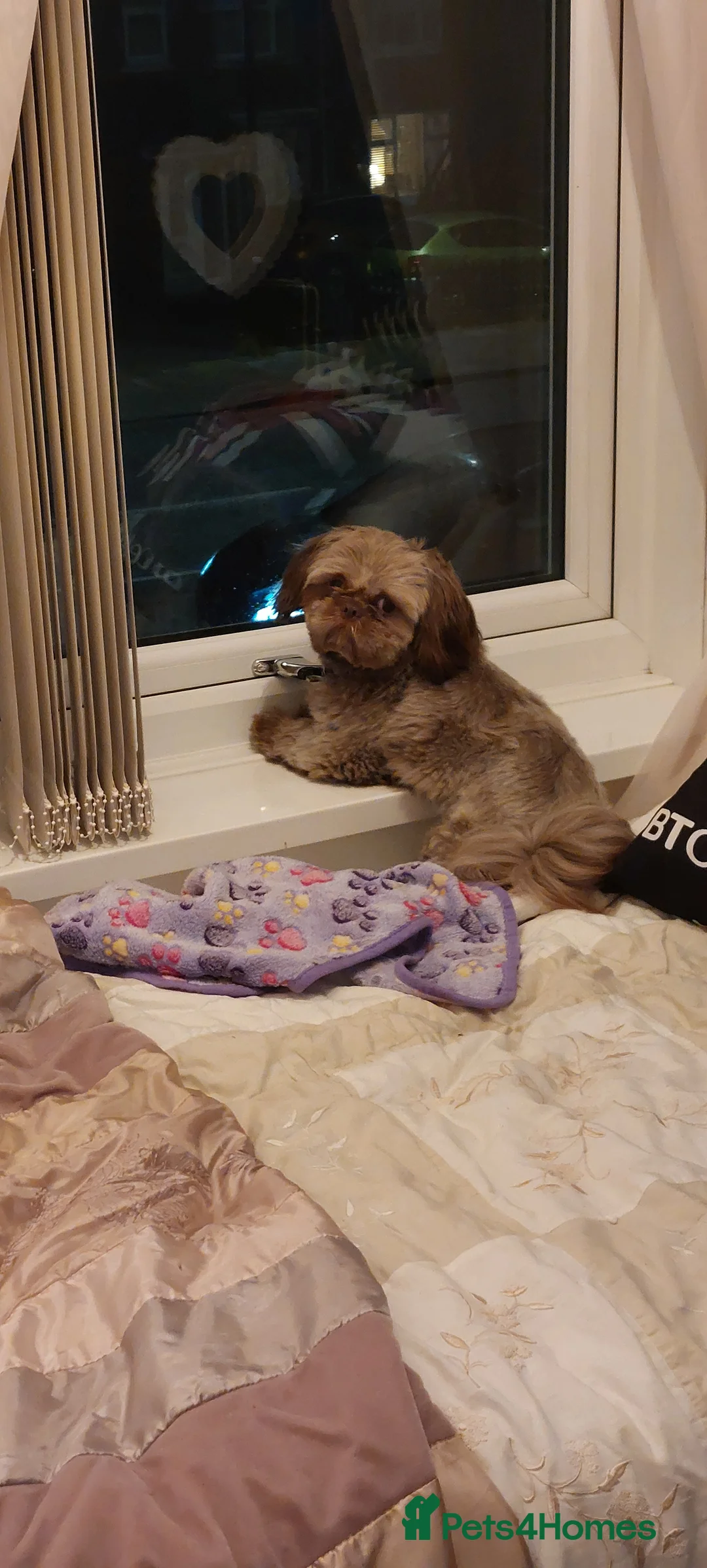 Shih Tzu dogs for stud: Imperial shitz for stud - Advert 5