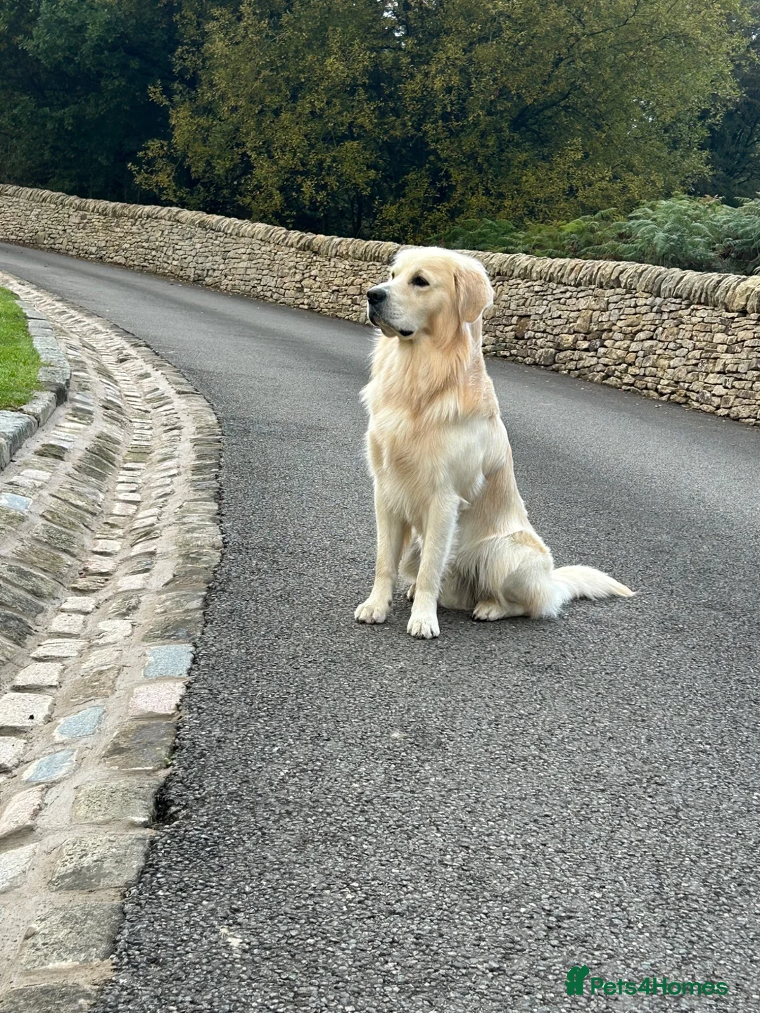 Golden Retriever dogs for stud: Golden retriever  - Advert 2