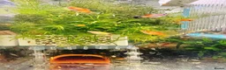 Platies fish for sale: small Platy, Guppy,shrimps &Bristlenose Pleco  - Advert 9