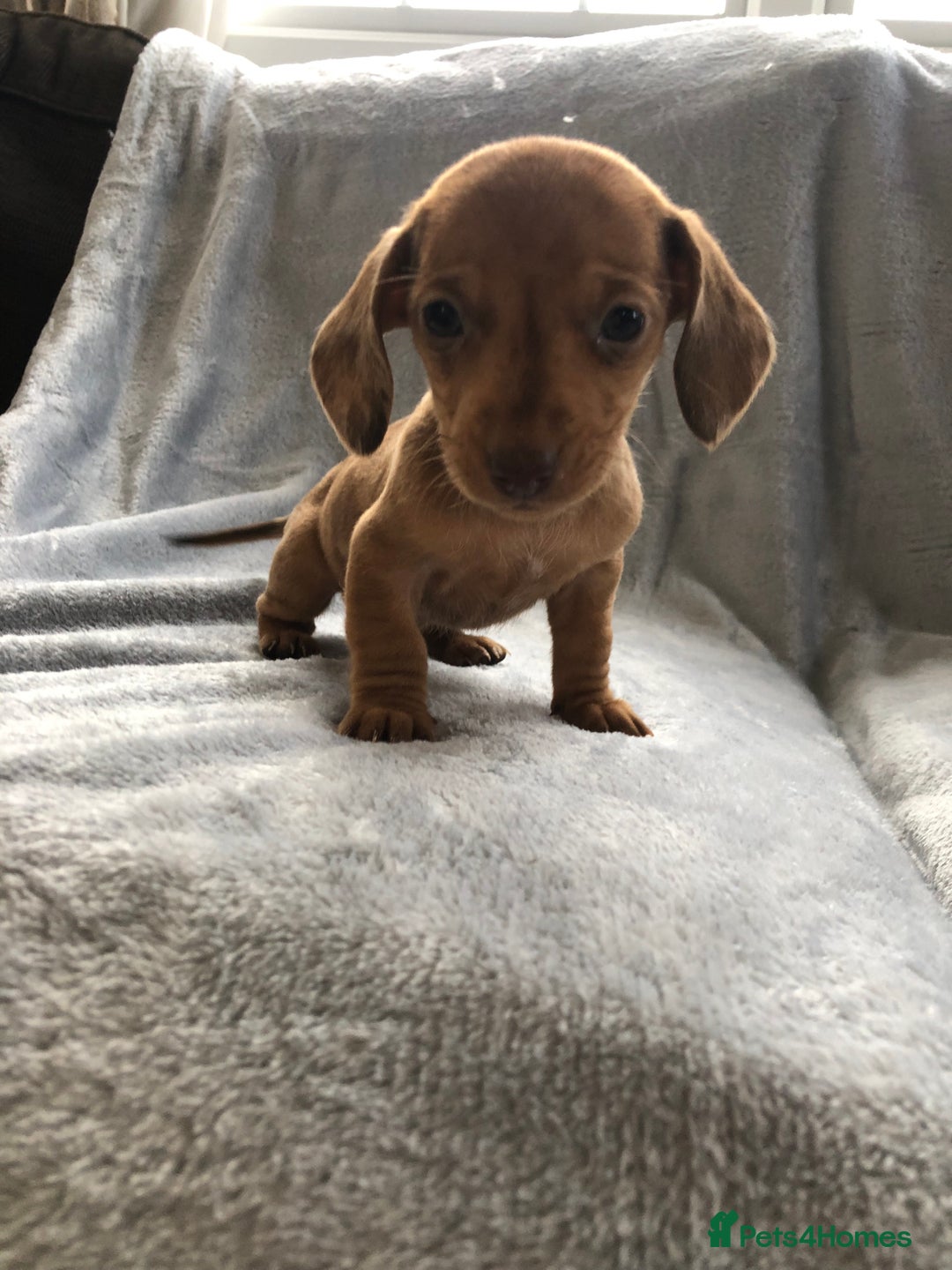 Miniature Dachshund dogs for sale: Miniature dachshund  - Advert 4