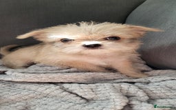 Mixed Breed dogs for sale: Jack russel cross pomeranian puppies  - Image 1