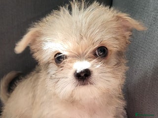 Mixed Breed dogs for sale - Advert 1