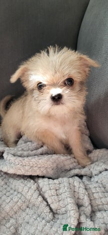 Mixed Breed dogs - Advert 16