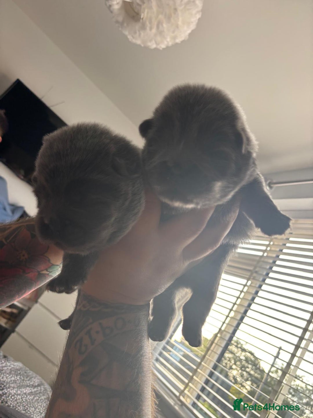 Chow Chow dogs for sale: Beautiful blue chow chow litter 💙 - Image 10