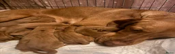 Hungarian Vizsla dogs for sale: Hungerian Viszla Puppies 🐶😍  - Advert 14