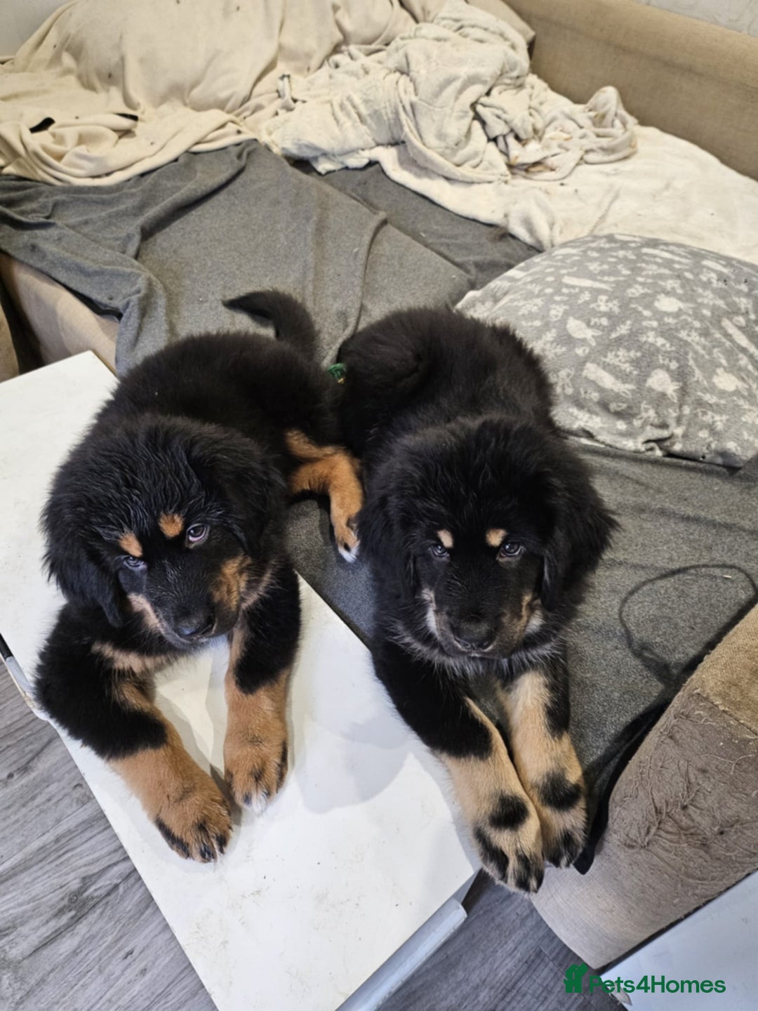 Tibetan Mastiff dogs for sale: Tibetan mastiff puppies  - Advert 8