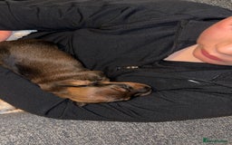 Miniature Dachshund dogs for sale: Stunning miniature dachshund puppies  - Image 18