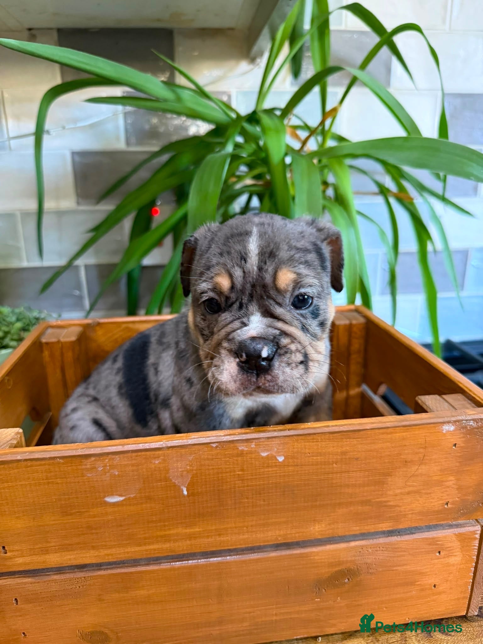 English Bulldog dogs Fabulous colours healthy bulldog puppies  - Advert 1
