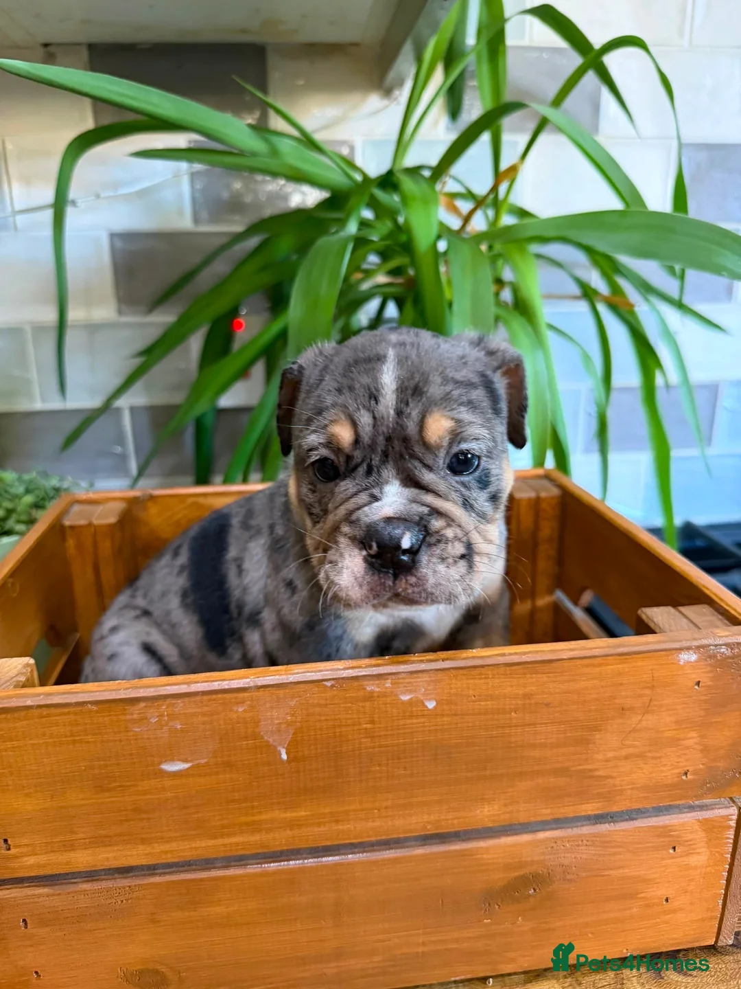 English Bulldog dogs for sale: Fabulous colours healthy bulldog puppies  - Advert 1