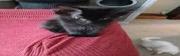 Maine Coon cats for sale: Maine Coon Kittens for Sale - Advert 12