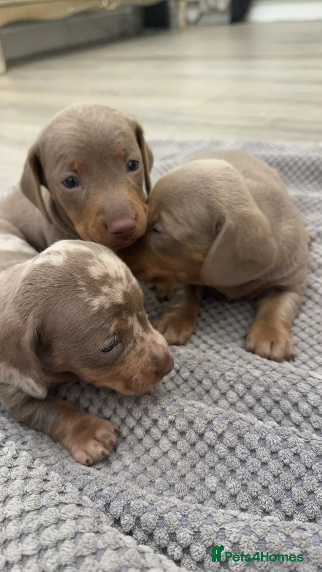 Dachshund dogs for sale: Miniature dachshunds  - Advert 5