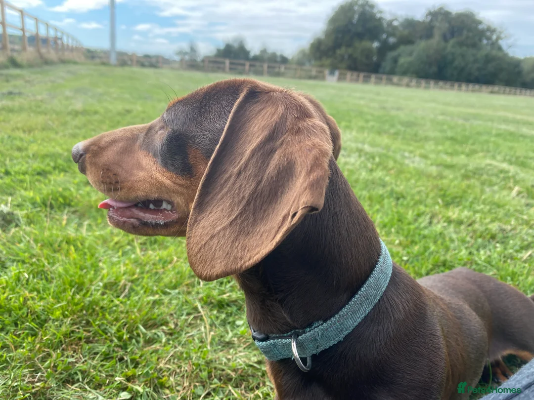 Miniature Dachshund dogs for stud: PROVEN MINIATURE DACHSHUND STUD in Faringdon - Advert 9