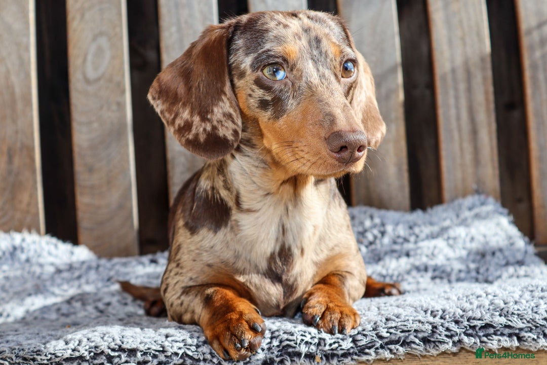 Miniature Dachshund dogs for sale: KC, PRAclear, licensed, health certificates  - Image 21