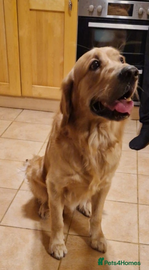 Golden Retriever dogs Golden Retriever  - Advert 3