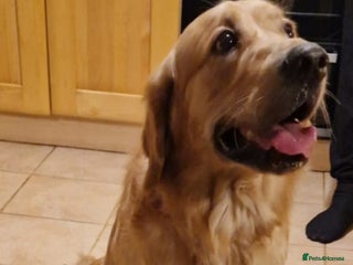 Golden Retriever dogs Golden Retriever - Advert 5