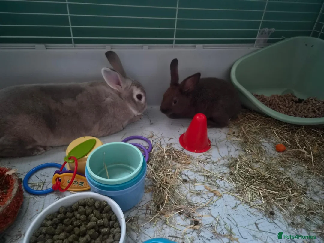 Mixed Breed rabbits for sale: Rabbits and guinea pigs  - Advert 9