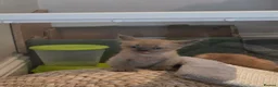Burmese cats for sale: Burmese kittens for sale  in High Wycombe - Advert 12