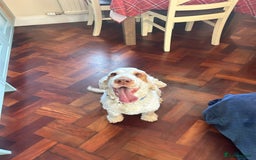 Cocker Spaniel dogs for sale: 3 year old show type cocker Boy - Image 5