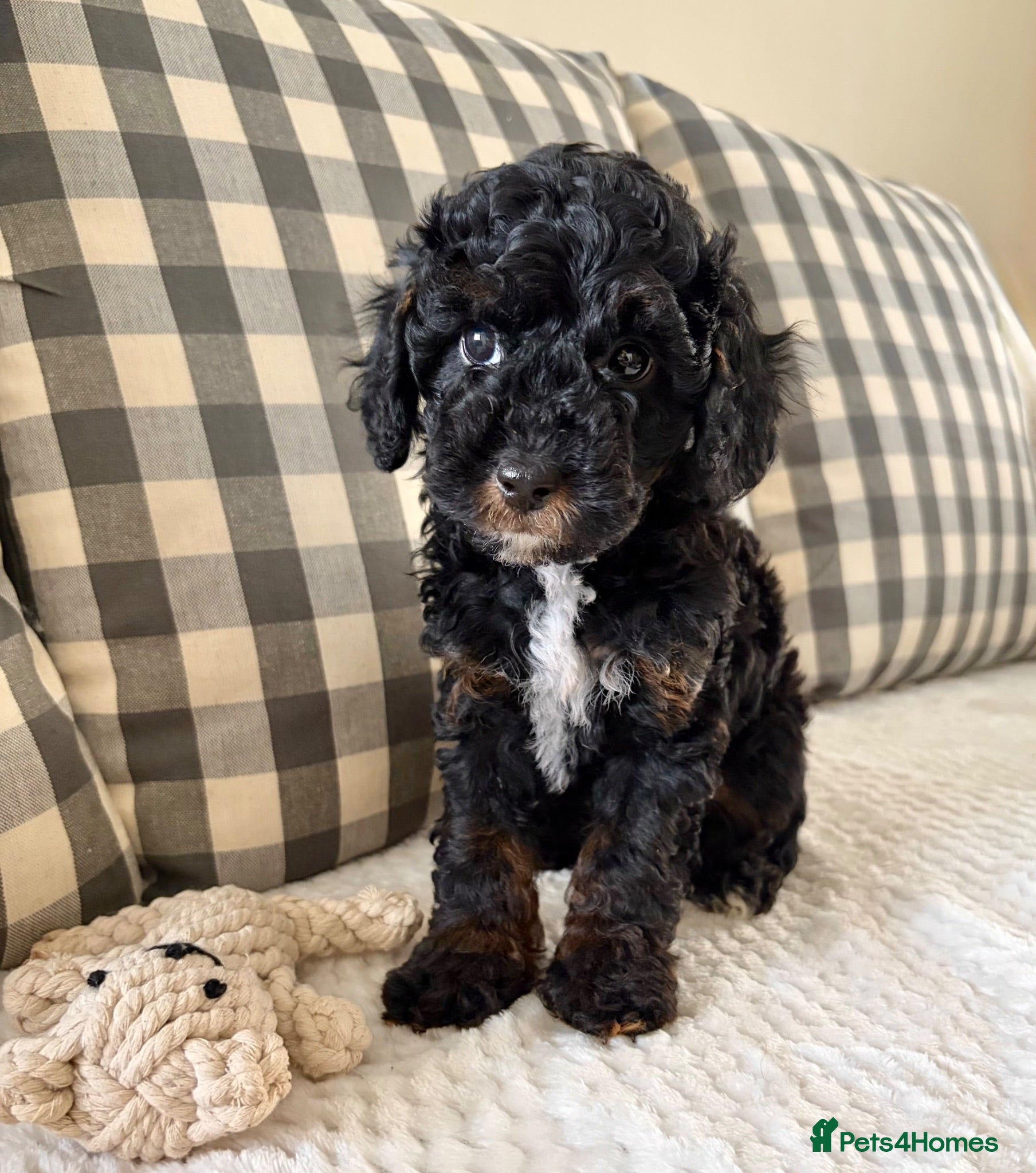Cockapoo dogs Health tested cockapoo puppies  - Advert 2