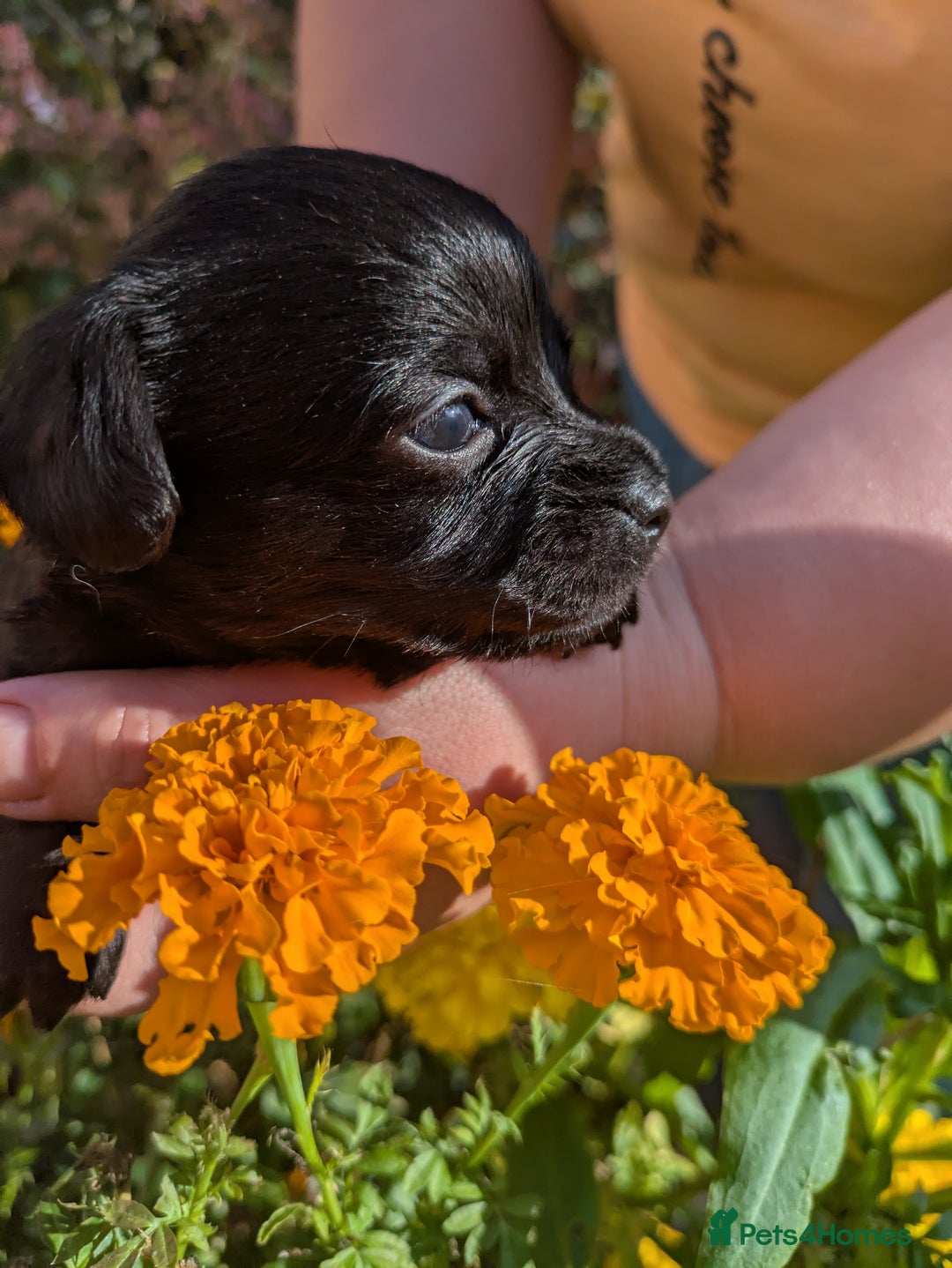 Chipoo dogs for sale: Non shed, health tested  chipoo girl - Advert 17