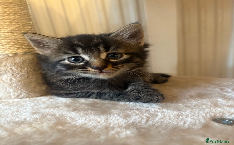 Mixed Breed cats - Advert 11