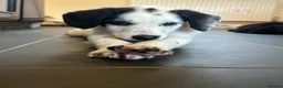 Bordoodle dogs for sale: Bordoodle 2 is the only remaining pup - Advert 4