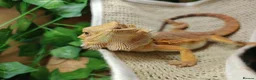Bearded Dragon reptiles for sale: Bearded dragon  - Advert 6