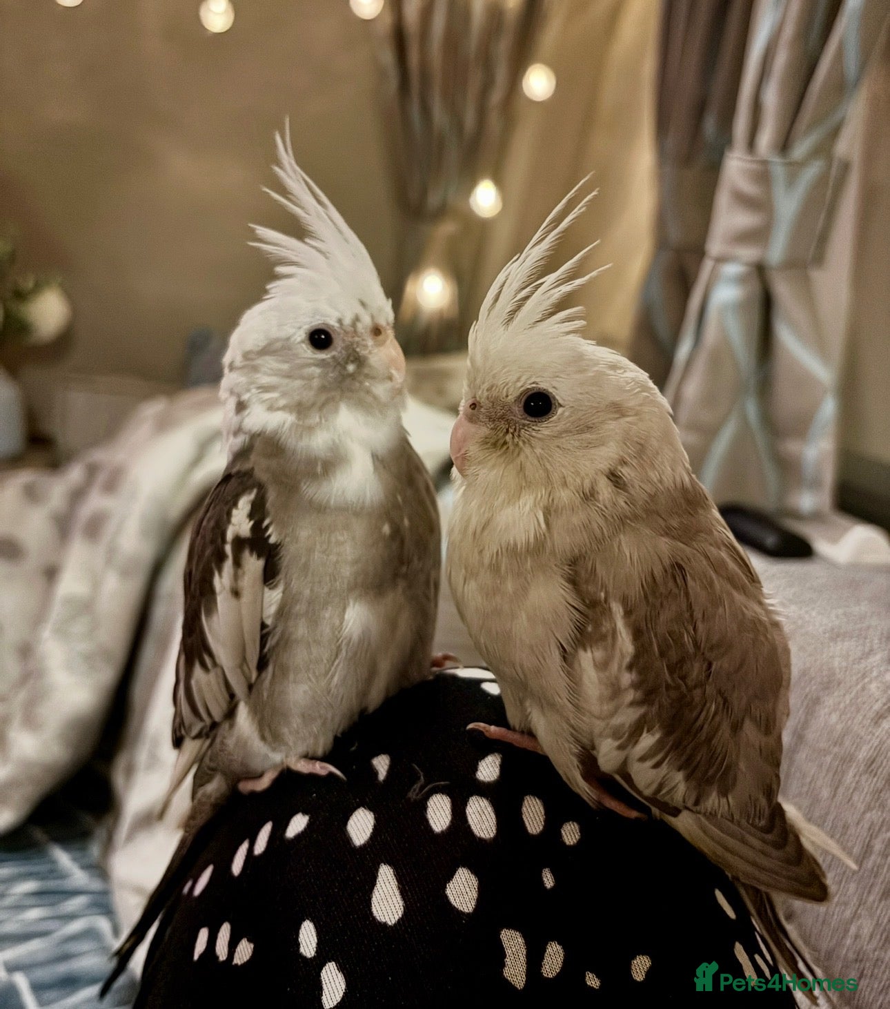 Cockatiels birds Two hand-reared, exceptionally tame cockatiels - Advert 2