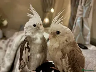 Cockatiels birds Two hand-reared, silly tame cockatiels - Advert 1